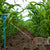 Farm Guard Animal Repellent System - Careway Technologies